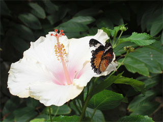 Schmetterling Blüte Paradies