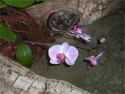 Orchideenblüte