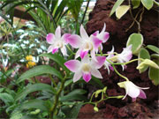 Orchideenblüten weiß lila