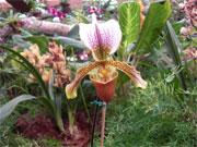 Orchideenbild