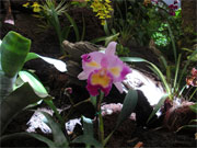 Orchideen Reisefotos