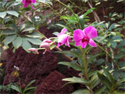 Orchideen Fotos