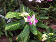 Orchideen Gran Canaria