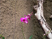 Orchidee Bild