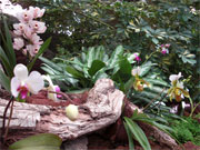 Orchideenhaus Gran Canaria