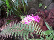 Orchidee Pink Farn