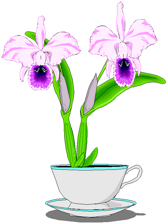 Orchidee in Suppentasse