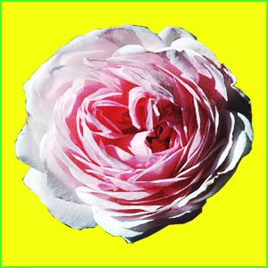 Rose rosa weiß zart