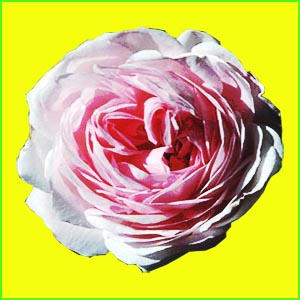 zarte rosa Rose Rose rosa weiß zart