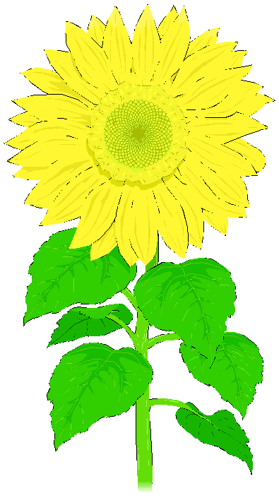 Sonnenblume - Studie - German Flower Power