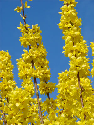 Strauch gelbe Blüten Strauch gelbe Blüten