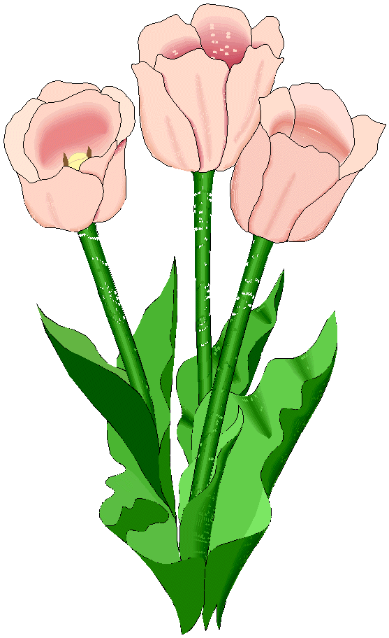 Tulpen - Tulpe - Strauß - Studie - German Flower Power