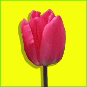 Tulpe Schnittblume Foto Bild Tulpe Schnittblume