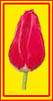 Tulpe blutrot - German Flower Power